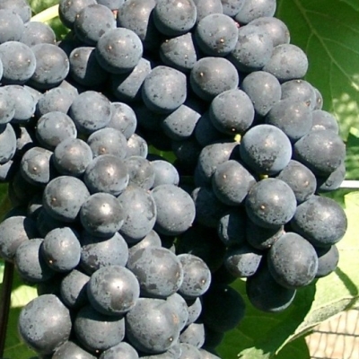 (C) Reinhard Antes  Fruehburgunder